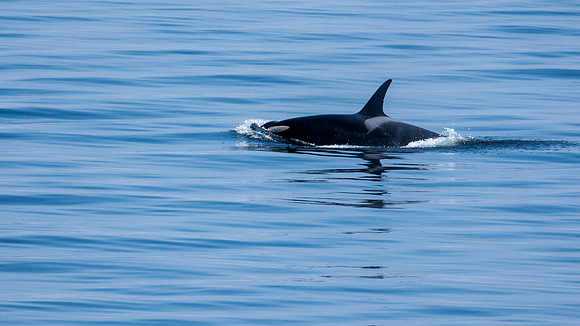 Whalen-090714-1429