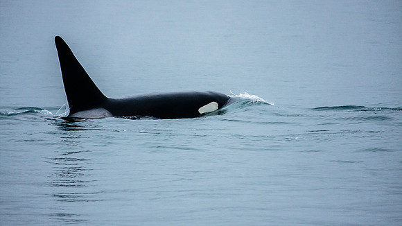 Whalen-090718-1584
