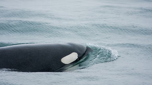 Whalen-090718-1588
