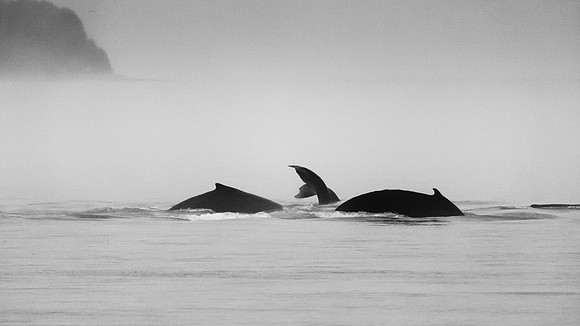 Whalen-090718-1589