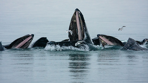 Whalen-090718-1590