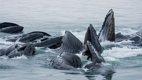 Whalen-090718-1609