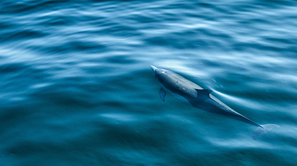 Whalen-100809-2009-1