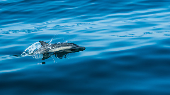 Whalen-100809-2019
