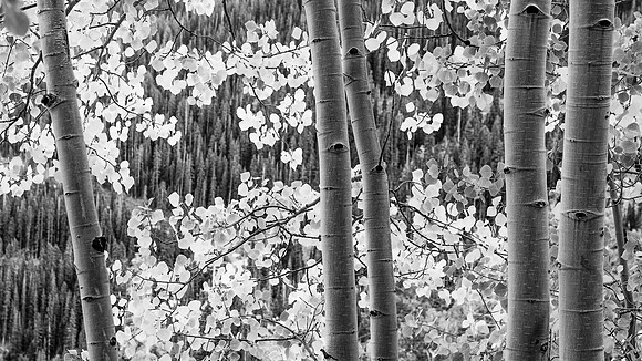 Whalen-110929-2601