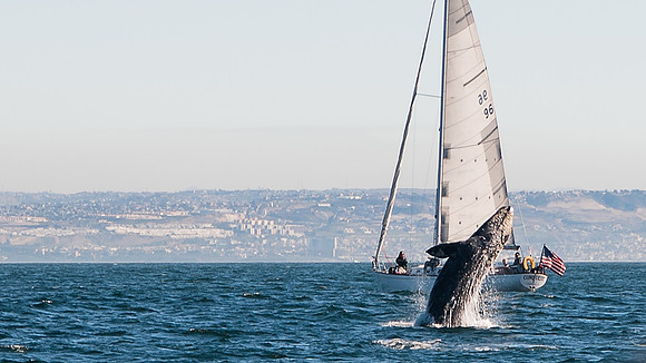 Whalen-120126-2749