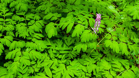 Whalen-120428-2957